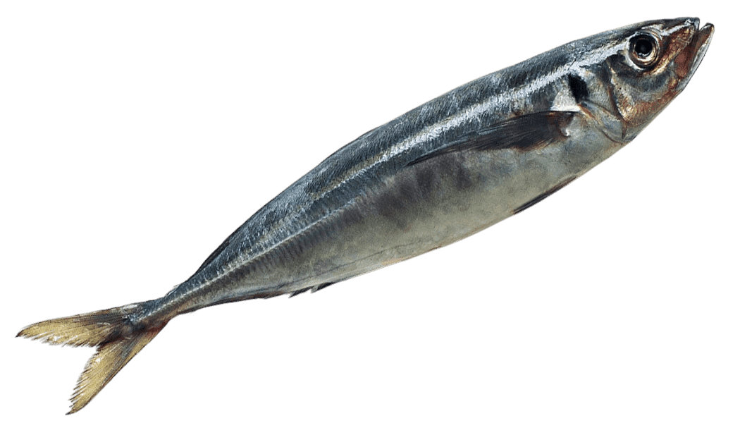 Jack Mackerel