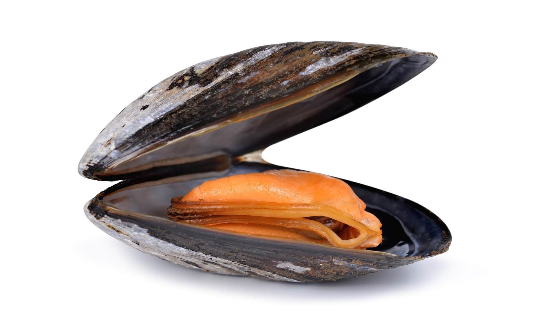 Mussel